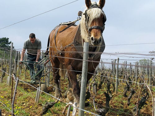 soufrandiere pfluegen mit pferd im weinberg