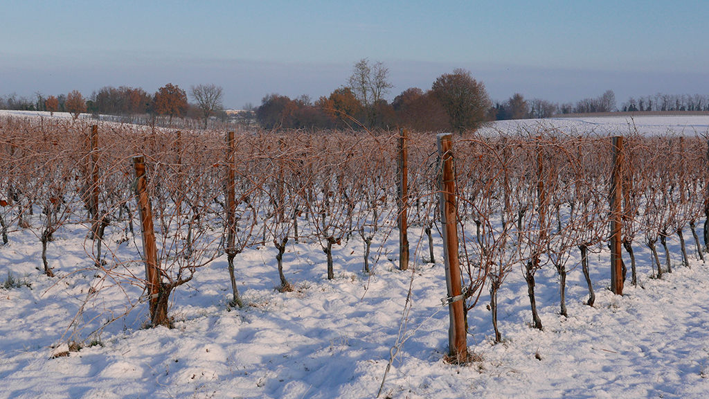 cinque campi vineyard in winter with snow