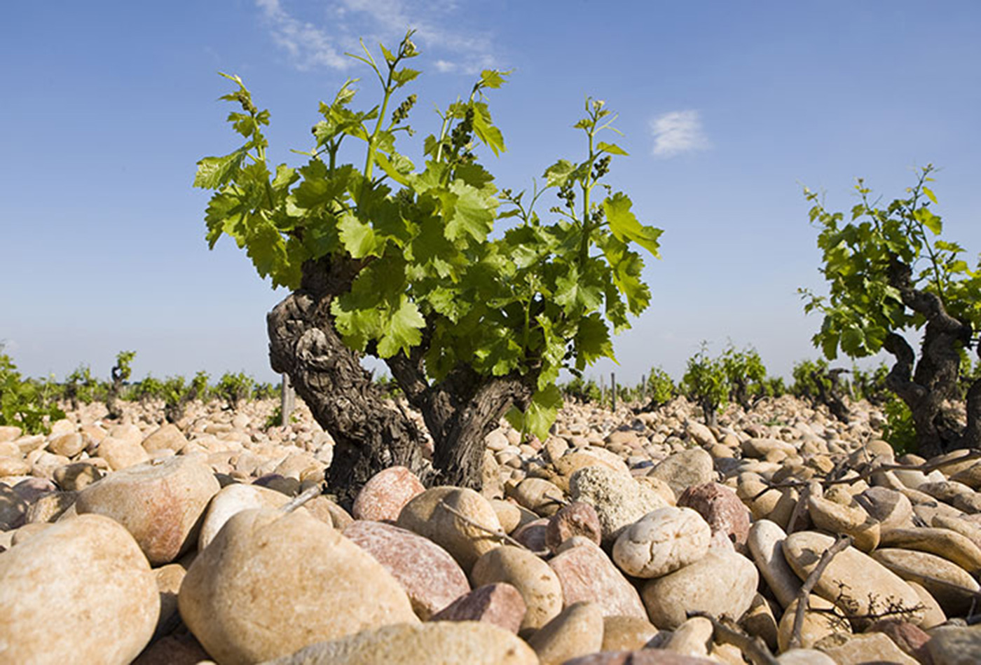 la nerthe vineyards with large pebbles