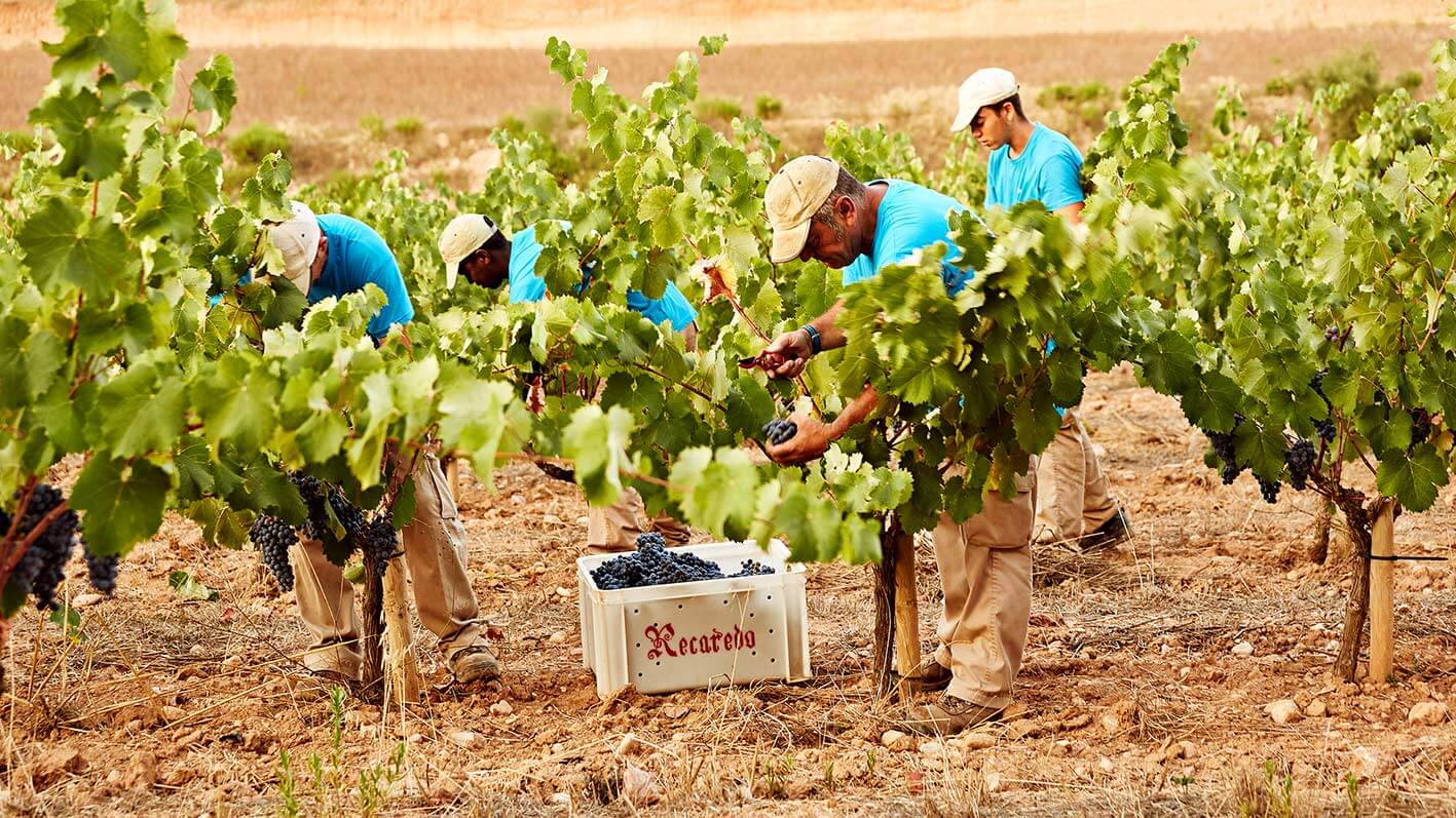 Biodymanic Vineyards of Recaredo