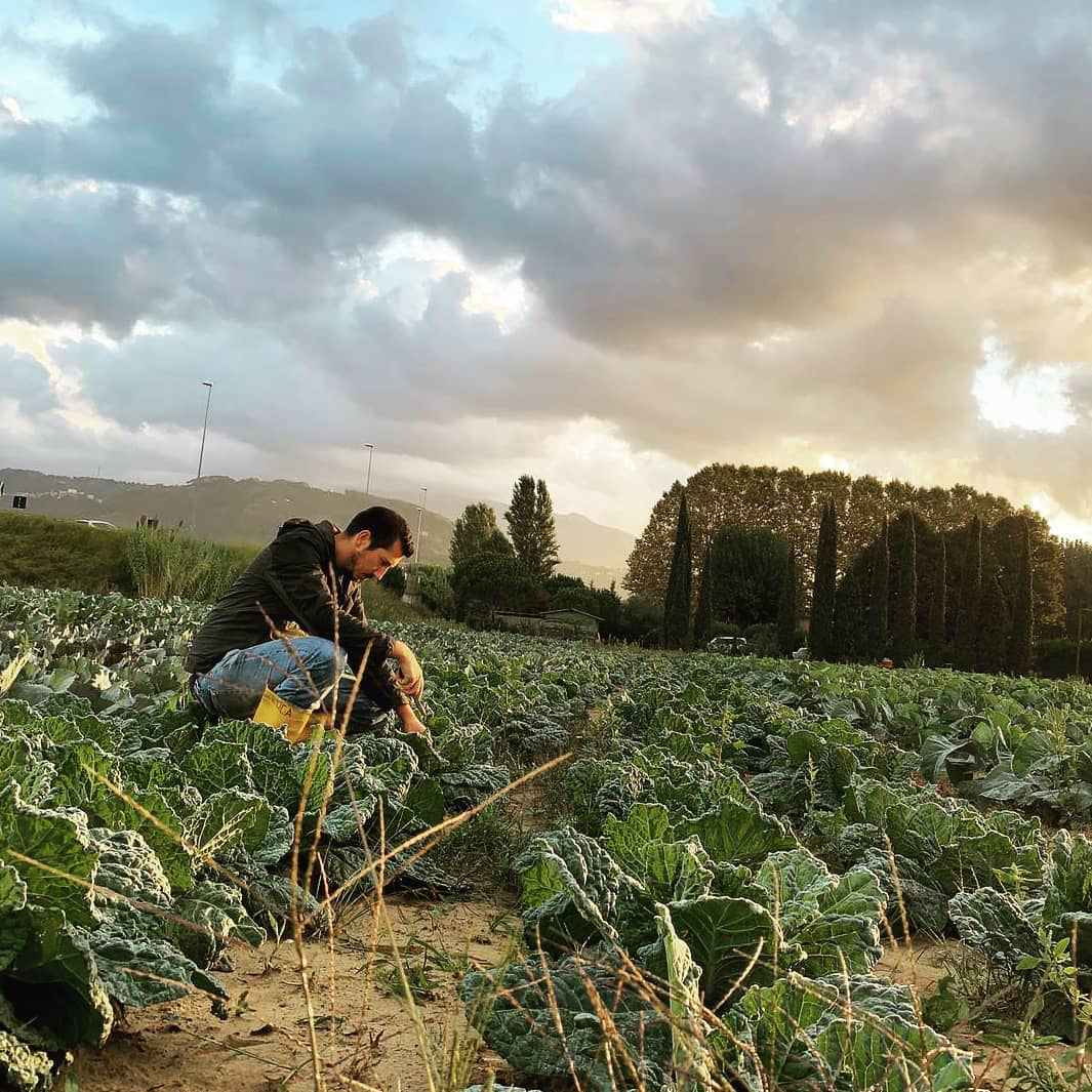 Cabbage harvest on Calafata
