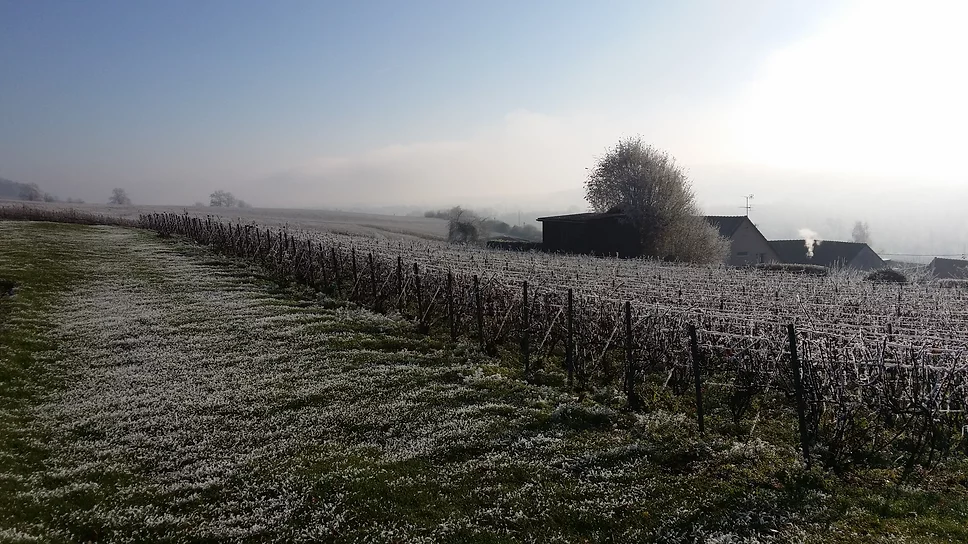 Snowy vineyards of Jeaunaux Robin