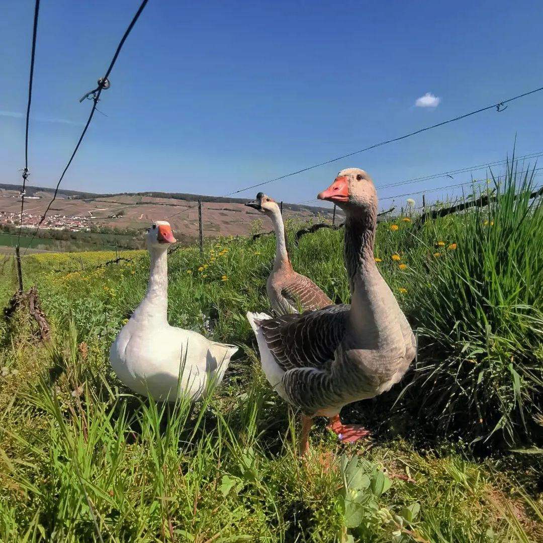 Geese in the Tarlant vineyard