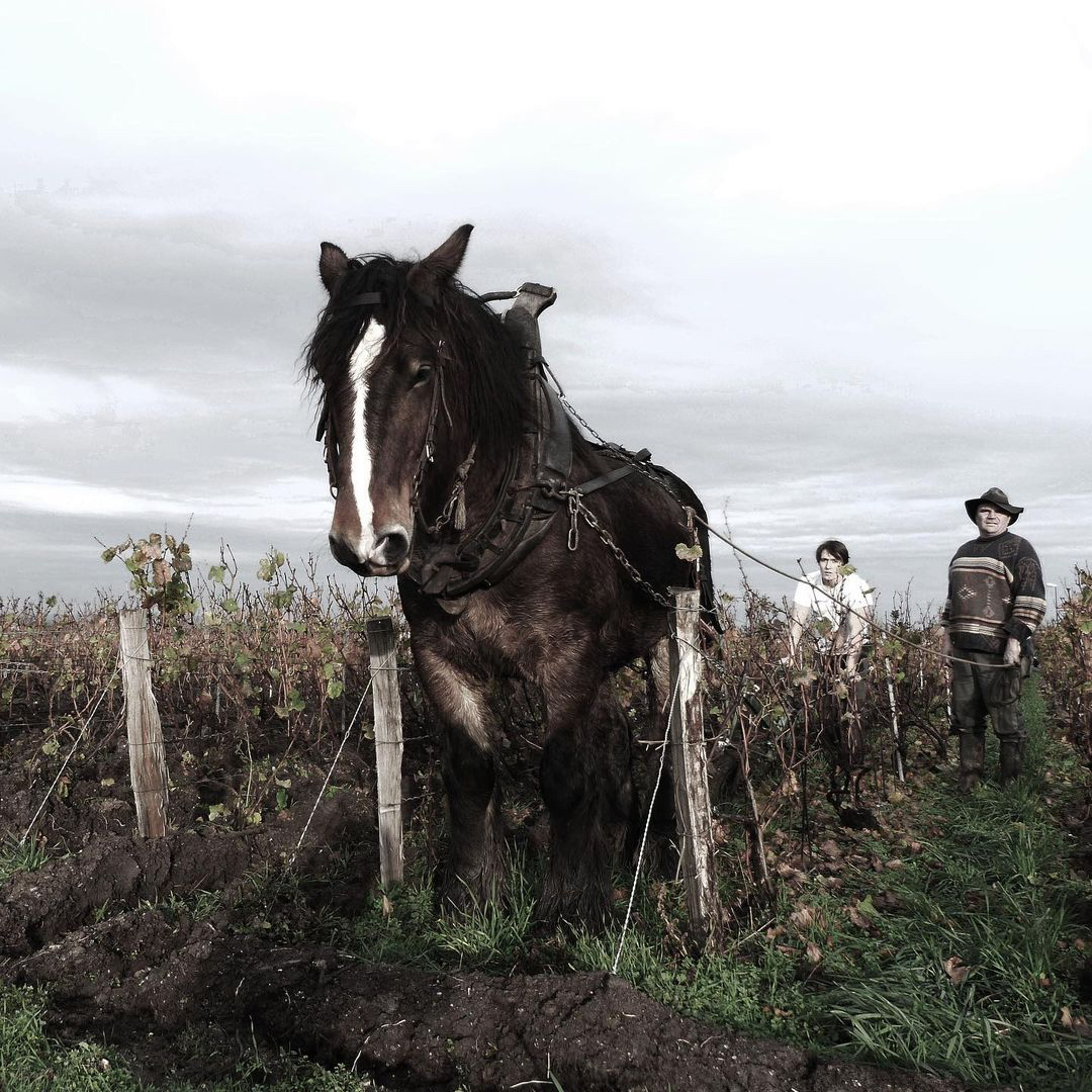 working with a horse in the champagne vineyards of waris larmandier