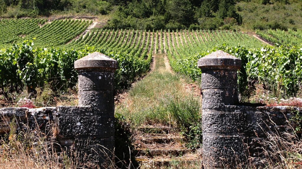 vineyard in burgundy