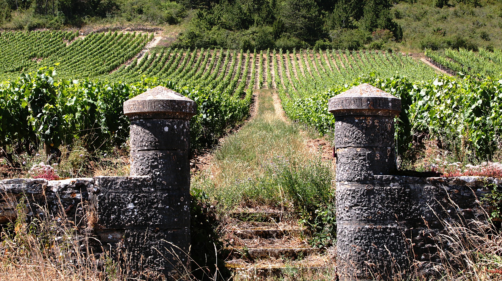 Vigneto sulla Côte d'Or in Borgogna