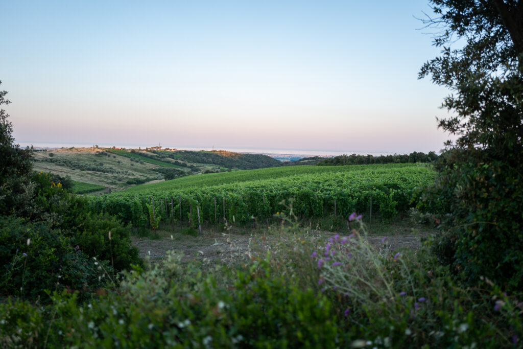 picturesque vineyards of duemani in tuscany