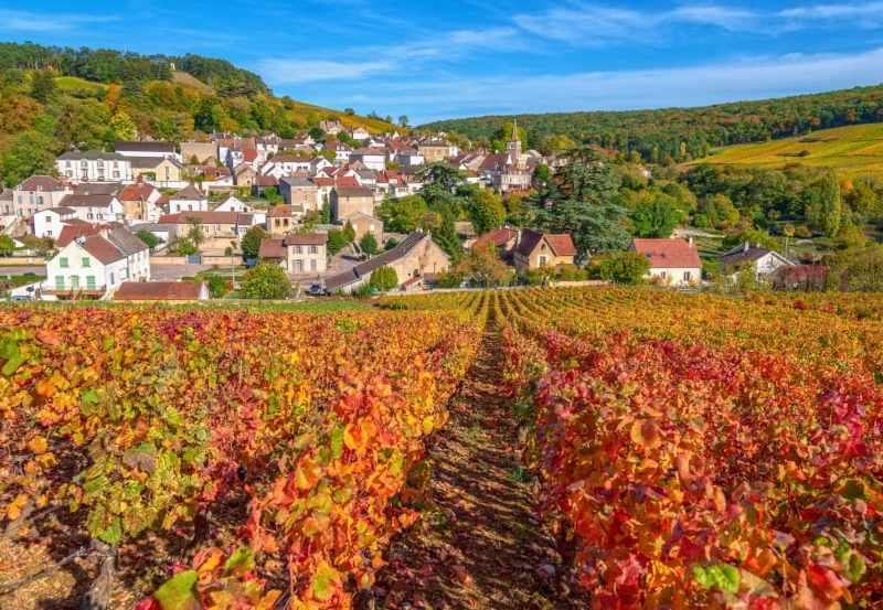 Château de Béru Weinberge