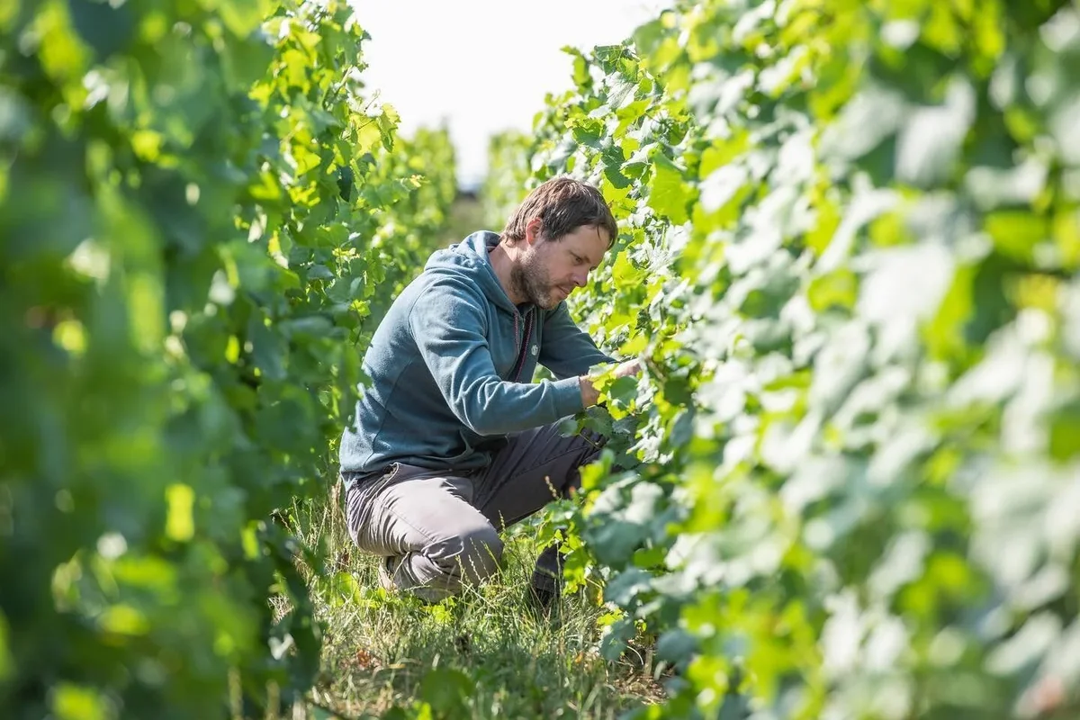 Benoît Marguet in seinen Grand Cru Weinbergen in Ambonnay