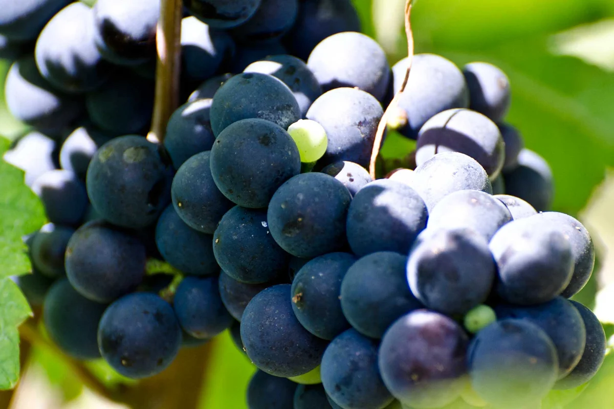 Pinot Noir bei der Domaine Hubert Lignier in Morey-Saint-Denis
