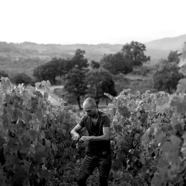 Marco Tait - Ampeleia Marco Tait, winemaker at Ampeleia
