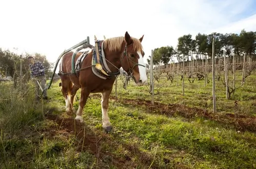 Celler Credo laboure avec cheval dans le vignoble