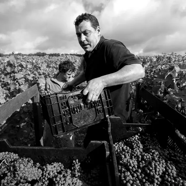 Sylvain Potin - Clau de Nell Sylvain Potin during the grape harvest at Clau de Nell