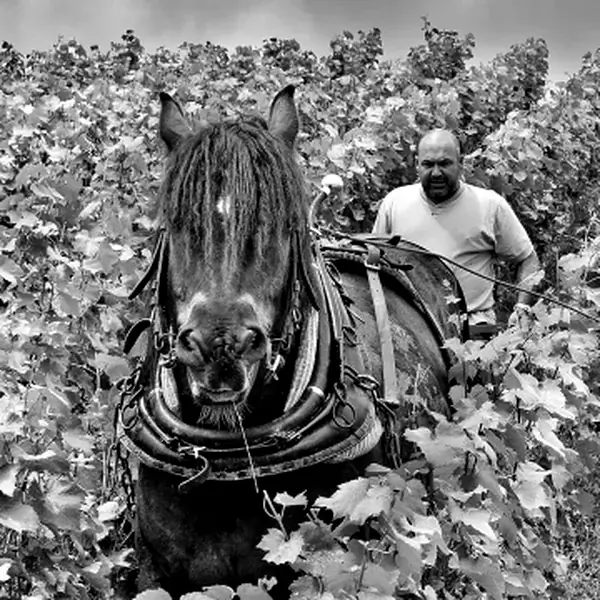 Jérôme Blin with his working horse Jérôme Blin with his working horse in the vineyard at Vincelles
