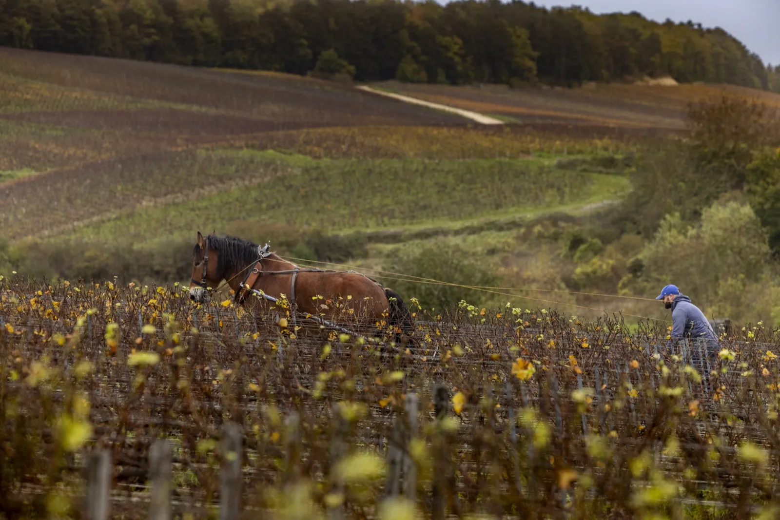 Antoine Drappier pflügt mit dem Ardenner Kaltblut die Reben von Champagne Drappier an der Côte des Bar